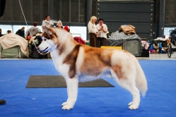 Shelby CACIB Brno 24.01.2026
